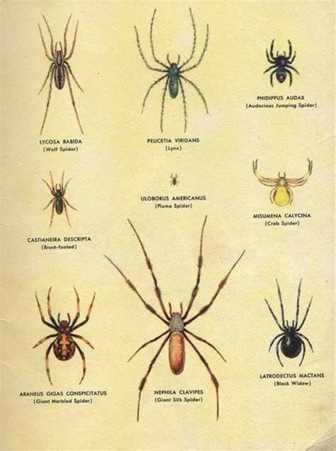 Missouri Spiders Identification Chart