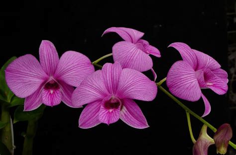 Tissue Culture And Orchidologi Mengenal Anggrek Larat