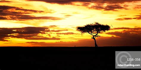 Acacia Tree At Sunset Masai Stock Photo