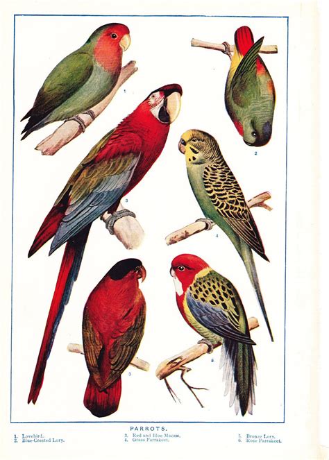 1909 Parrot Print Vintage Antique Art Illustration Book