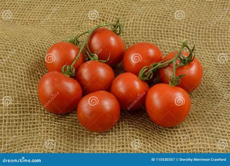 Campari Tomatoes Stock Image Image Of Harvest Food 115530357