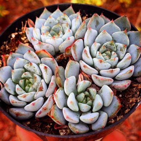 Cacti, most members of which are native to the western hemisphere, have developed a special capacity to store water in thick, fleshy bodies. Echeveria Azulita | Types of succulents plants, Planting ...