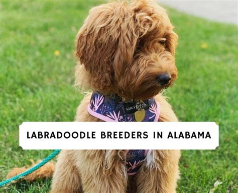 We use pawfax to verify our if you don't see what you're searching for through our dog breeders in alabama, you can certainly check our other states. Labradoodle Breeders in Alabama - Top 5 Picks! (2021) We ...