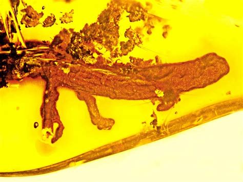 Fossil And Extinct Amphibian Dominican Republic Salamander In Amber