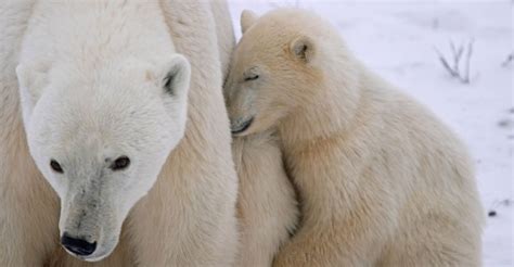 Polar Bears Cub Sleeping