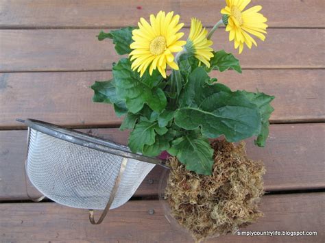 Simply Country Life Rusty Strainer Planter Mini Makeover