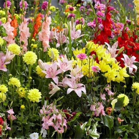 Ten Established Cottage Garden Plants Hardy Perennials Perfect For