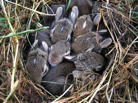 Leave The Baby Rabbits Alone - SteinbachOnline.com - Local news