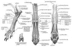 Learn vocabulary, terms and more with flashcards, games and other study tools. Greyhound Anatomy Diagram - The Head Muscles - click the link to get this Greyhound Anatomy ...