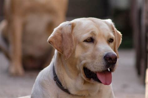 English Labrador 9 Important Things You Need To Know Doggowner