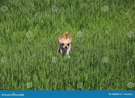 Dog Standing In A Grass Stock Photo Image Of Park Breed 59008914
