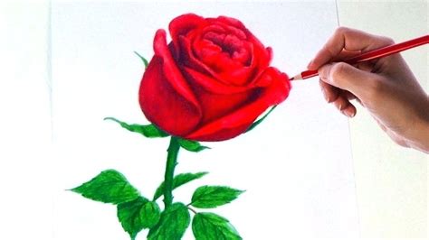 Rose Flower Pencil Drawing Free Download On Clipartmag