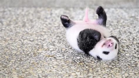 Cute Baby Panda Captivates Millions