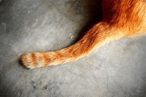 15 Hq Photos Cat Tail Have Bones A Less Old Timey Anatomy Feline