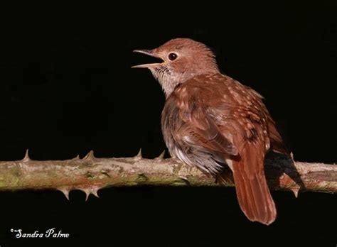 Singing Nightingales Bird Photos By Sandra Palme