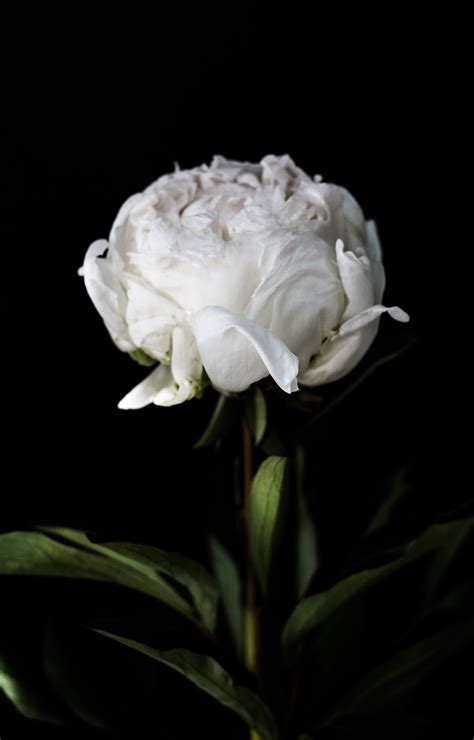 Images Gratuites Noir Et Blanc La Photographie Fleur Pétale Rose