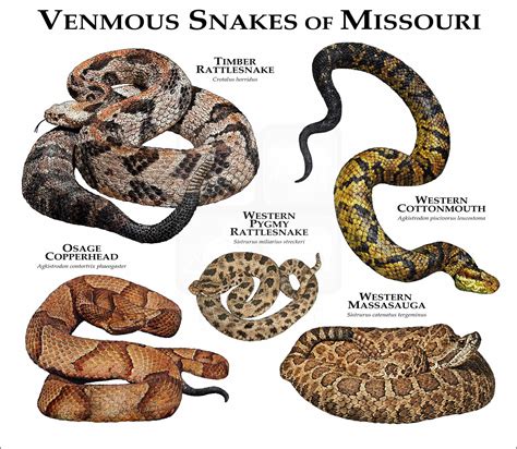 Venomous Snakes Of South America Poster Print Inkart