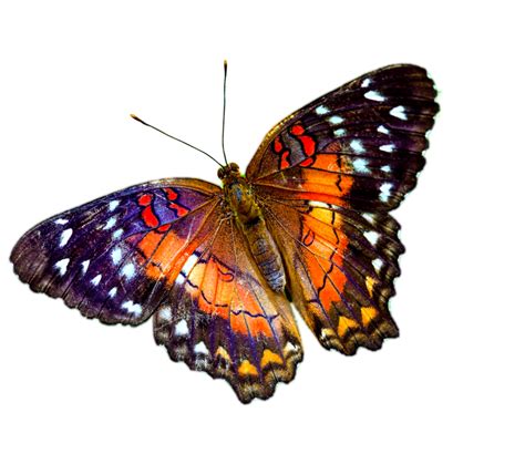 Purple Butterfly Png Transparent Background Png Play Flower Png