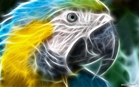 Blue And Yellow Macaw Full Hd Background Coolwallpapersme