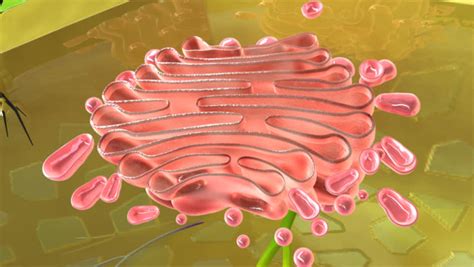 Answers to all these questions and many more interesting facts about golgi apparatus are if we look at the golgi apparatus through an electron microscope, we will see something resembling a stack of pouches stacked on top of each. Golgi Apparatus Stock Footage Video (100% Royalty-free ...