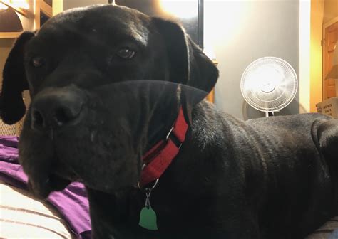 Wags & Wiggles | Available Pets