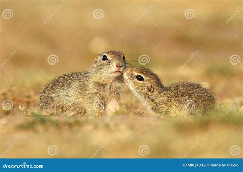 Ground Squirrels In Love Stock Photo Image Of Citellus 58024332