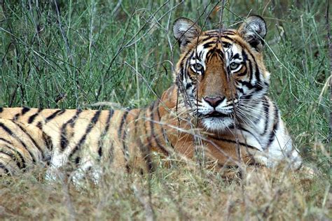 India Wildlife Tour Ranthambhore Wildlife Trails Aito