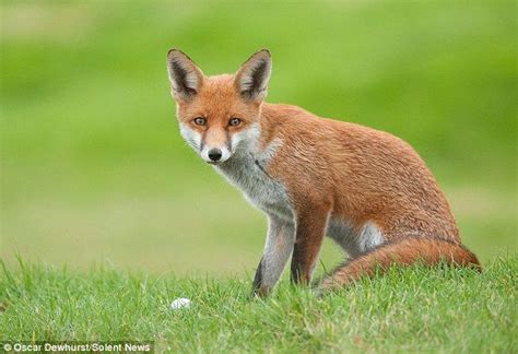 amazing pictures of cheeky fox who steals golf balls from course golf ball cool pictures
