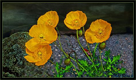 Www natur im garten mv de. Mohnblumen im Garten von .V.F. Foto & Bild | stillleben ...