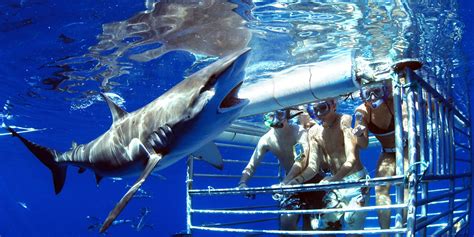 There's no reason why you shouldn't! 6 Best Places to Go Swimming With Sharks - 2018's Top ...