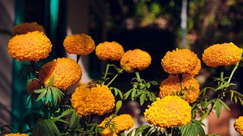 How To Grow And Care For Chrysanthemums Indoor Indoor Gardening