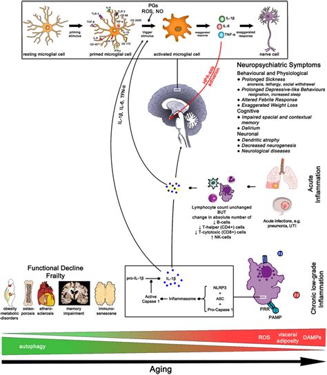 Aging Pathways—chronic Low Grade Inflammation Results In Functional