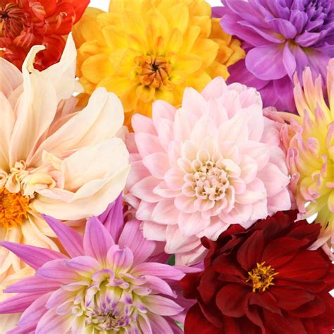 Assorted Fresh Cut Dahlias Wholesale Flowers Fiftyflowers