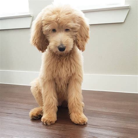 Goldendoodle Haircuts That Will Make You Swoon Goldendoodle Haircuts