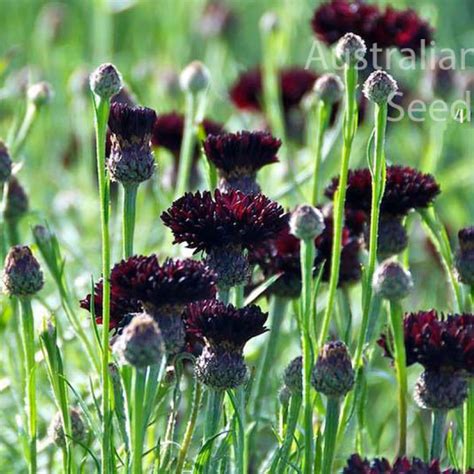 Centaurea Black Ball Centaurea Cyanus Cornflower Seed Australian Seed