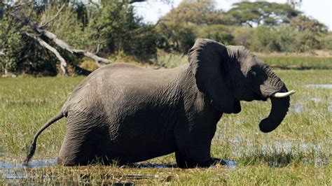Botswana Lifts Ban On Elephant Hunting Bbc News