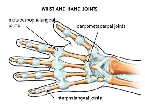 Ligaments In Pinky Finger Ligament Injuries In The Fingers Hand