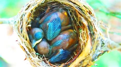 Bird Feeding Babies In Nest Youtube