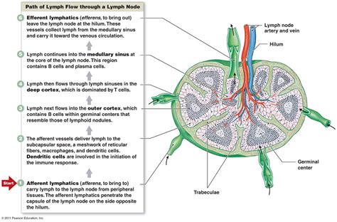 Printable Lymph Node Diagrams