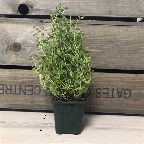 Potted Thyme