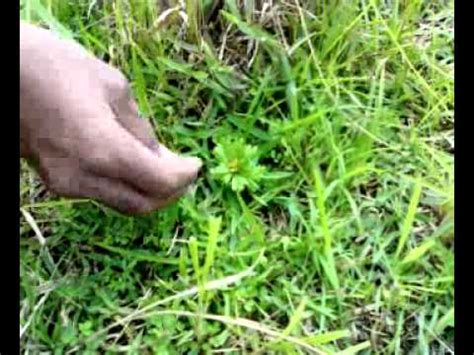 Baik dilahan darat maupun dilahan sawah kehadiran gulma selalu menjadi permasalahan banyak sekali jenis herbisida yang bisa digunakan untuk mengendalikan gulma pada padi sawah. Jenis Rumput Kebar di Bandara Kebar, Manokwari, West Papua ...