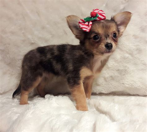 Chihuahua Puppies For Sale Naples Fl 175204 Petzlover