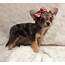 Chihuahua Puppies For Sale  Naples FL 175204 Petzlover