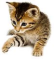 A cat our finance & insurance representatives can provide the best solution for your business. Cat Insurance Australia | RSPCA Pet Insurance