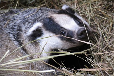 Badger Culling Sign The Petition Against Culling Of Badgers