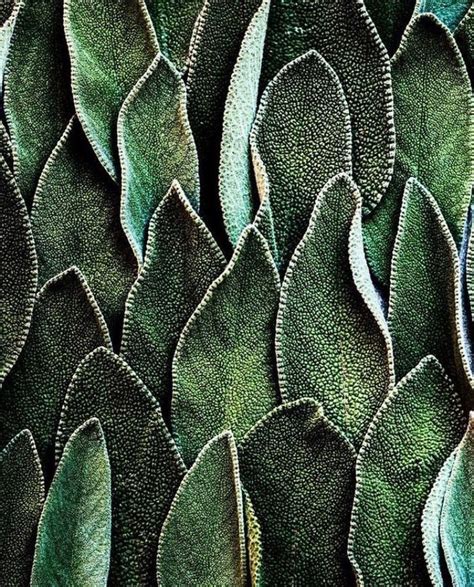 We did not find results for: Sage Essential Oil | Green aesthetic, Patterns in nature, Texture inspiration