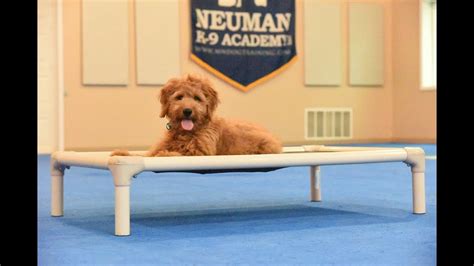 This mini doodle is an even 50/50 split between a goldendoodle and a miniature poodle. Oakley (Mini Goldendoodle) Puppy Camp Dog Training Video ...