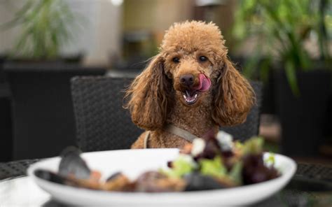 Will hotels welcome your pets? Pet-Friendly Places in Abu Dhabi: Restaurants, Parks ...
