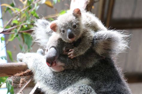 Lone Pine Koala Sanctuary Baby Animals Cuddly Animals Cute Baby Animals