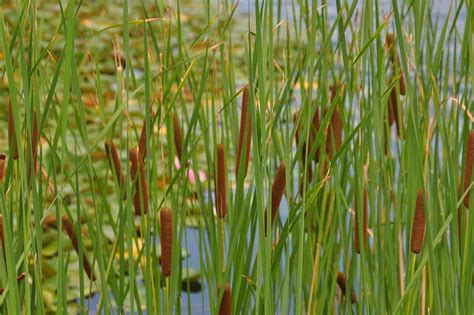 Reed Nature Marsh · Free Photo On Pixabay
